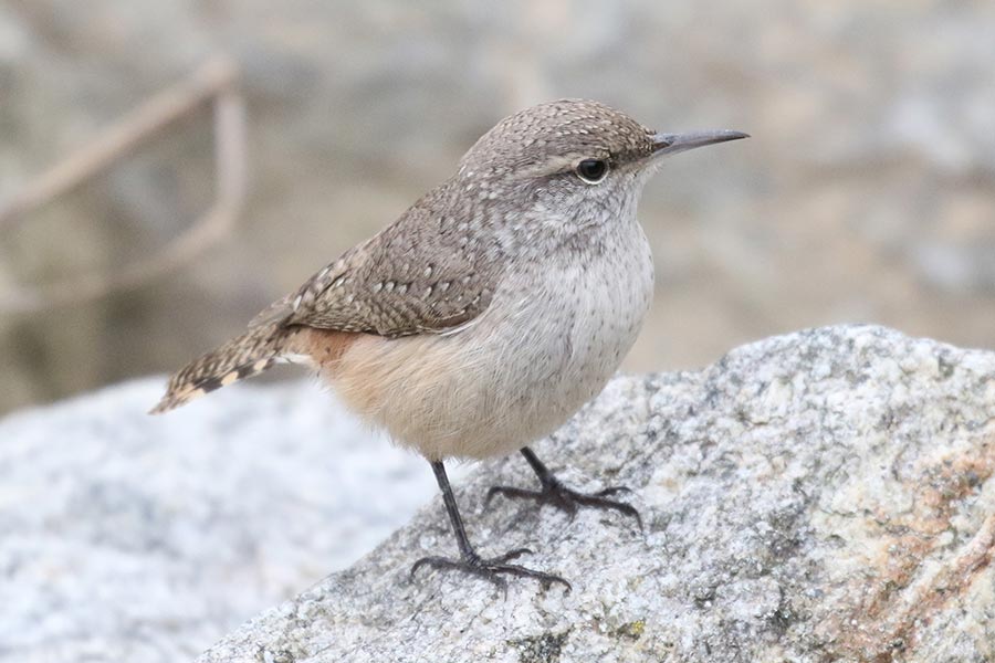 Introduction To Wren Identification In Pennsylvania Lycobirds