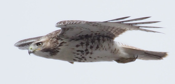 A juvenile Red-tailed Hawk flying