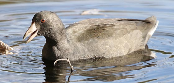American Coot at Indian Park