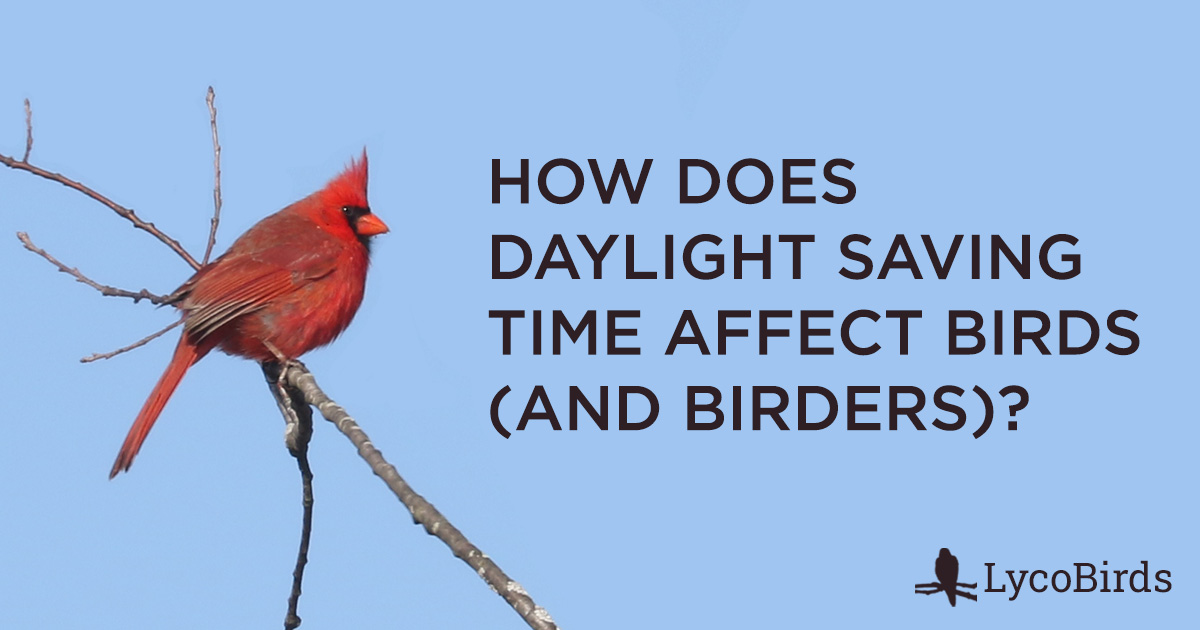 2023-daylight-saving-time-when-to-spring-forward-negative-health