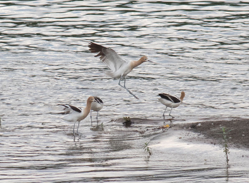 American Avocets