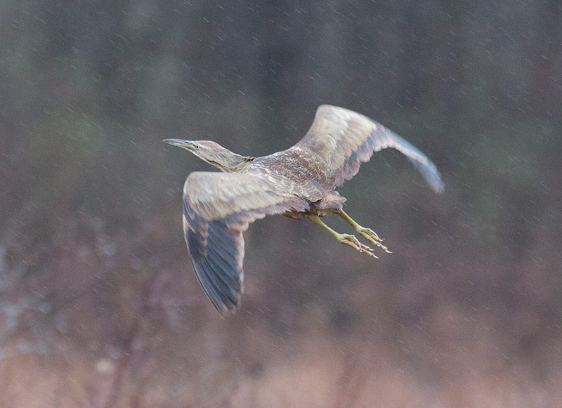 American Bittern