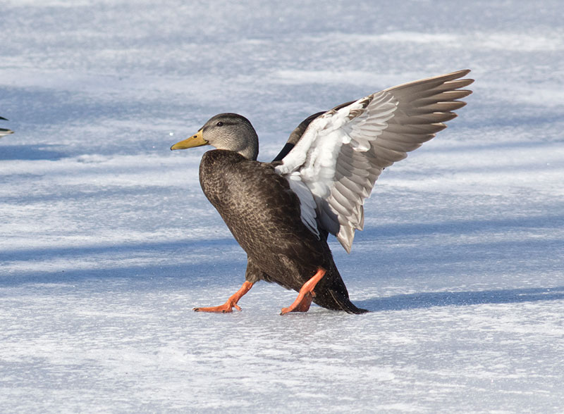 American Black Duck