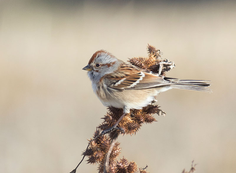 American Tree Sparrow