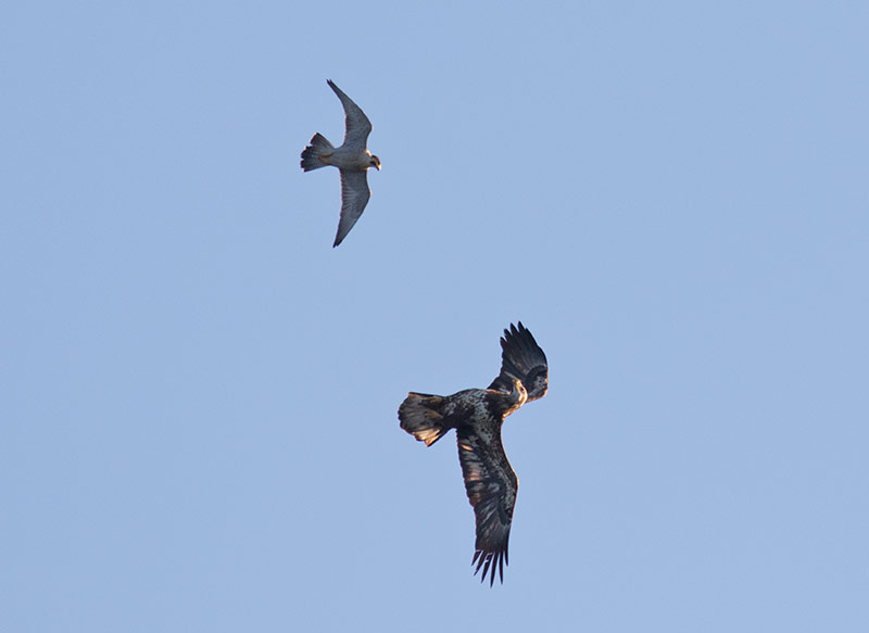 Bald Eagle and Peregrine Falcon