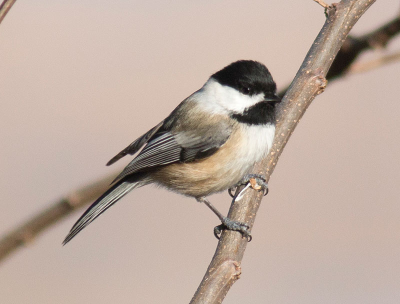 Black-capped Chickadee