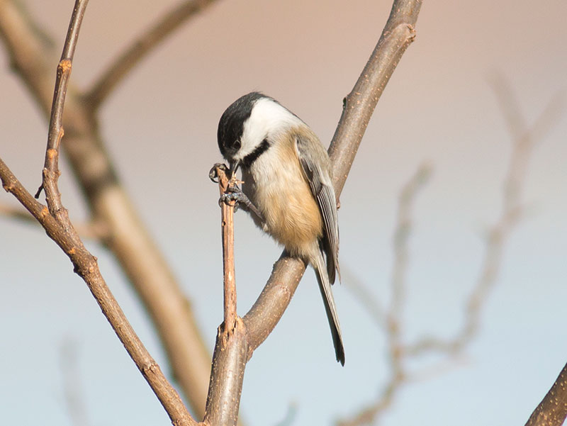 Black-capped Chickadee