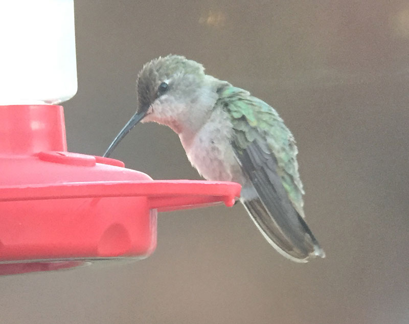 Black-chinned Hummingbird