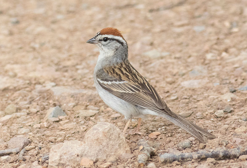 Chipping Sparrow