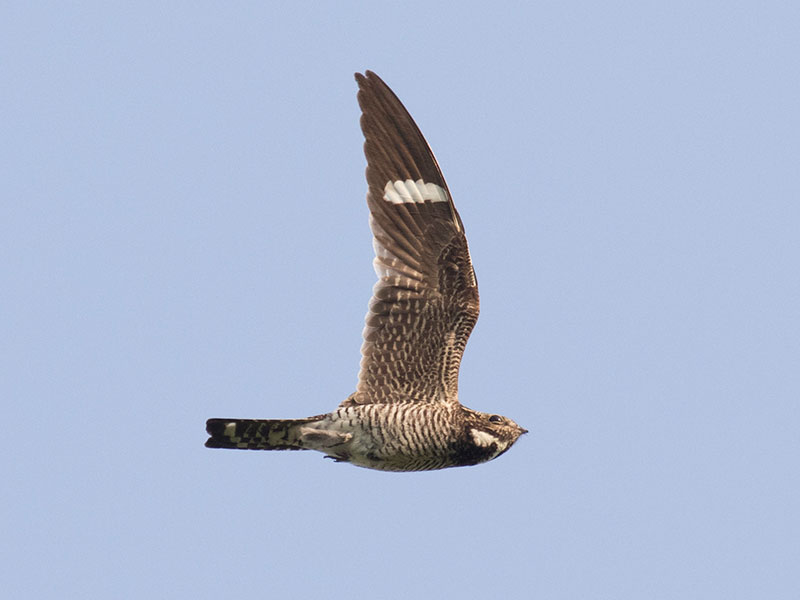 Common Nighthawk