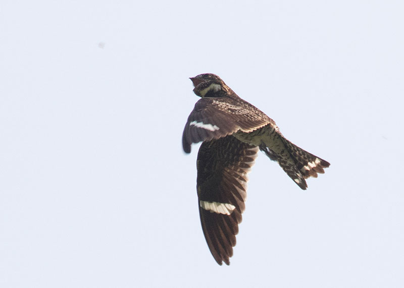 Common Nighthawk