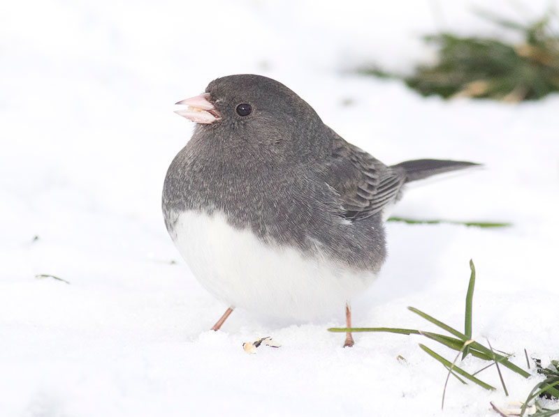 Dark-eyed Junco