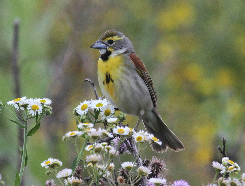 Dickcissel