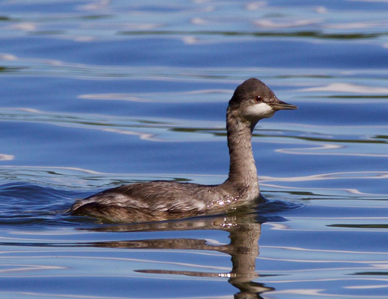 Eared Grebe