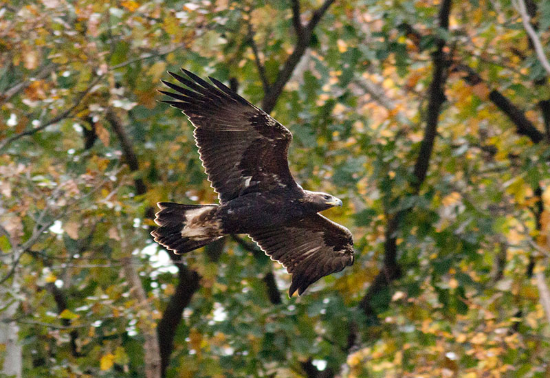 Golden Eagle