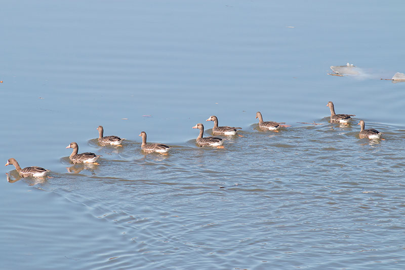 Greater White-fronted Geese