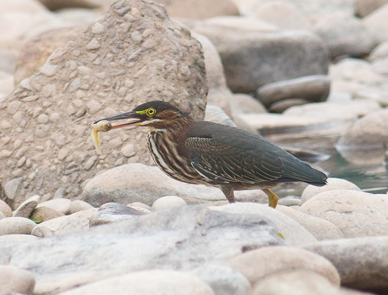 Green Heron