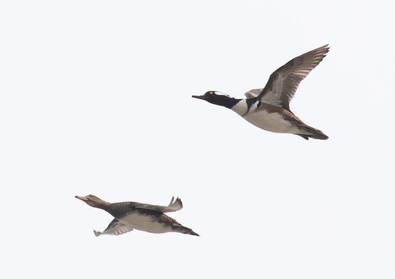 Hooded Mergansers flying away from the scene