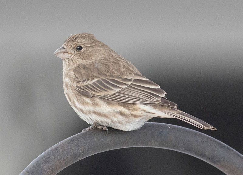 House Finch