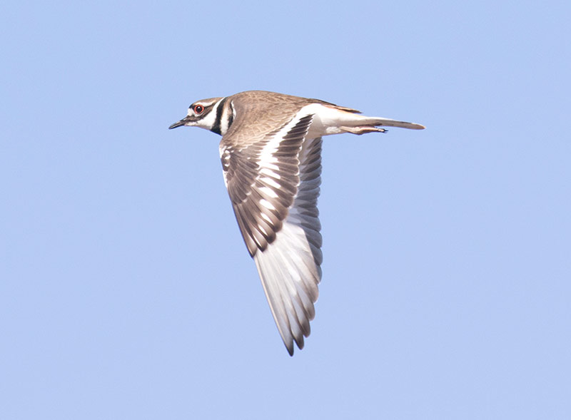 Killdeer