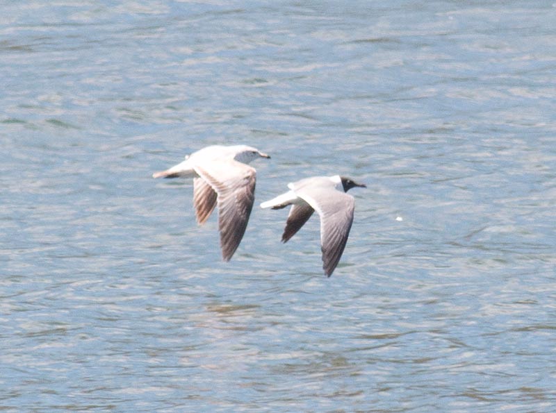 Laughing Gull