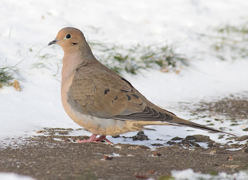 Mourning Dove