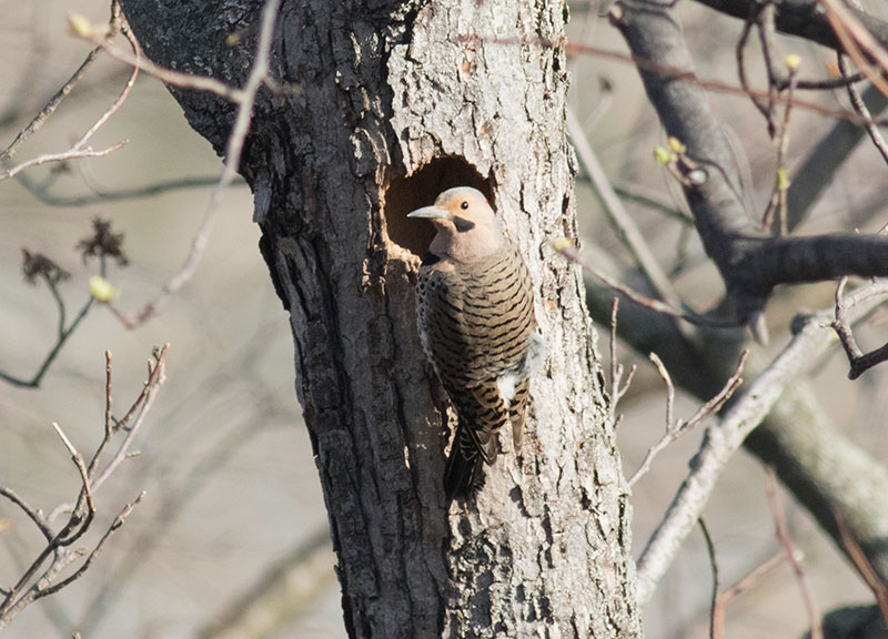 Northern Flicker near cavity