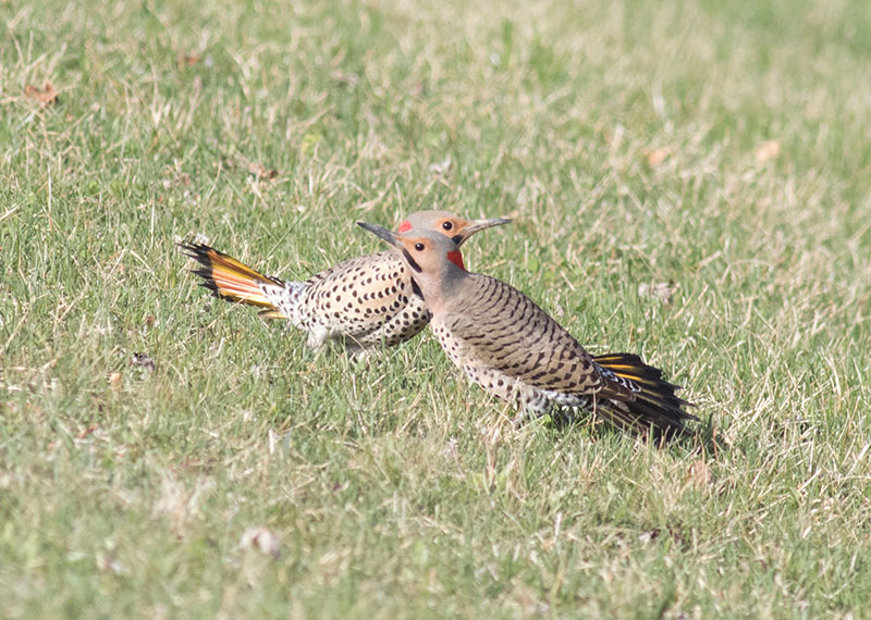 Northern Flickers