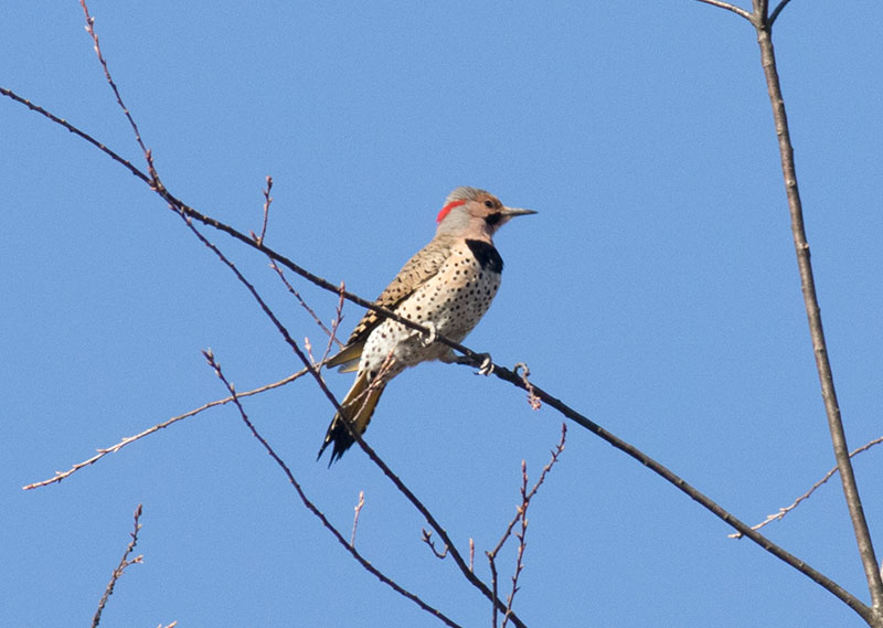 Northern Flicker