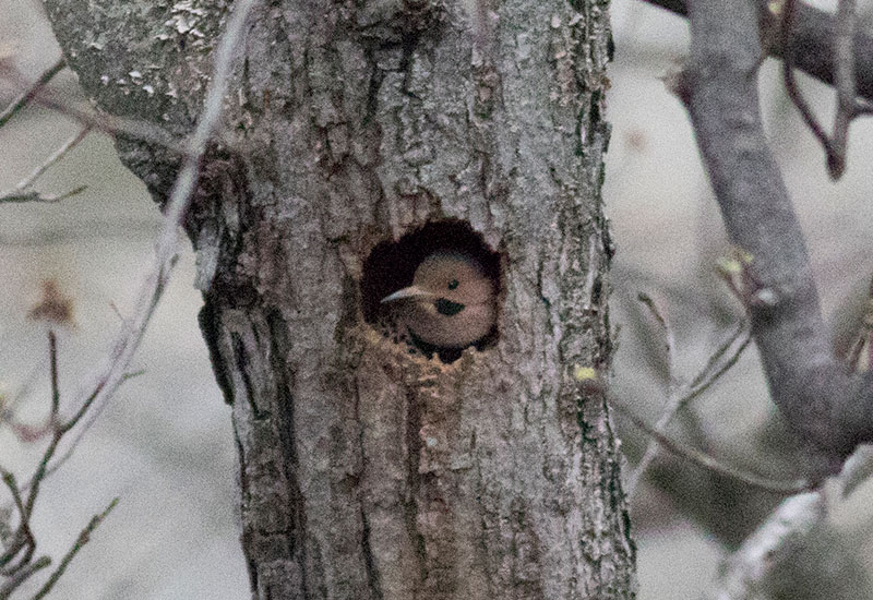 Northern Flicker in cavity