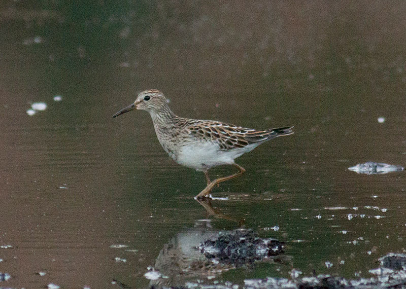 Pectoral Sandpiper