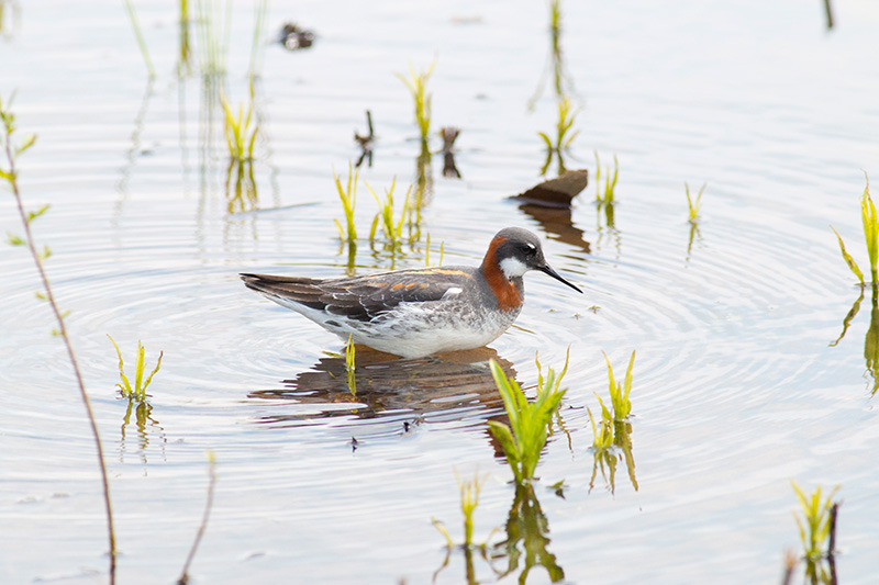 Red-necked Phalarope, Mill St.