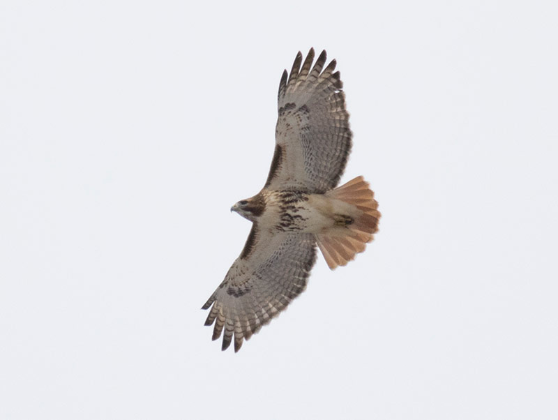 Red-tailed Hawk