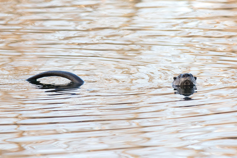 River Otter