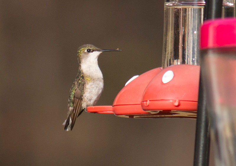 Ruby-throated Hummingbird