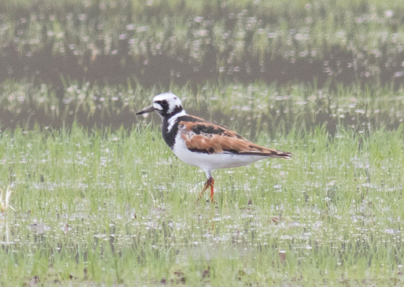 Ruddy Turnstone