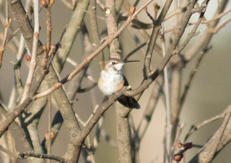 Rufous Hummingbird