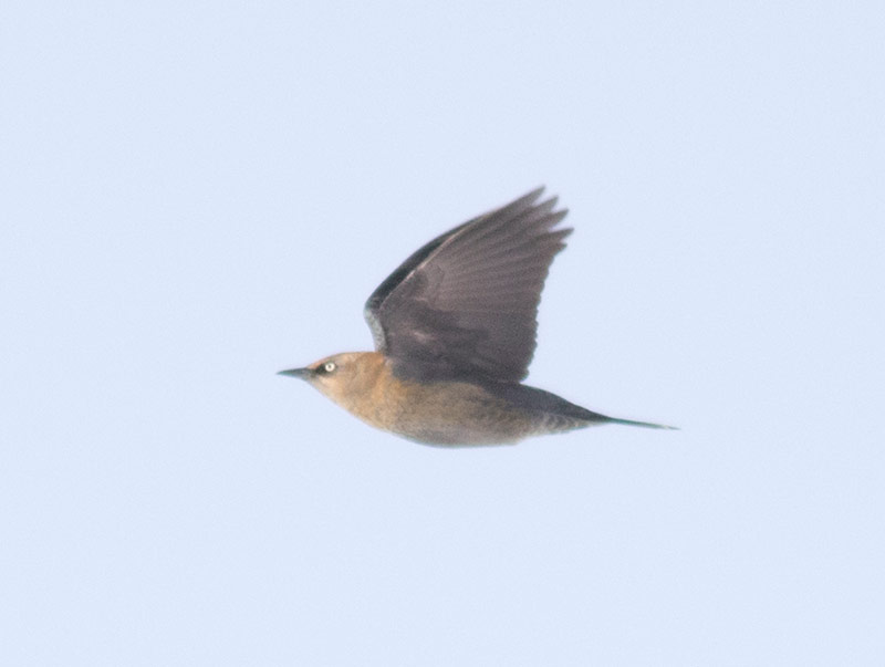 Rusty Blackbird