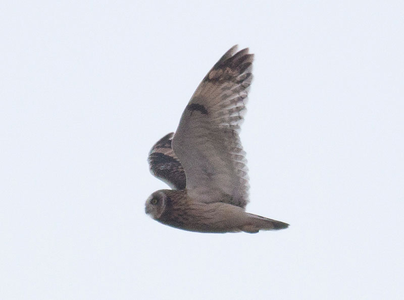 Short-eared Owl