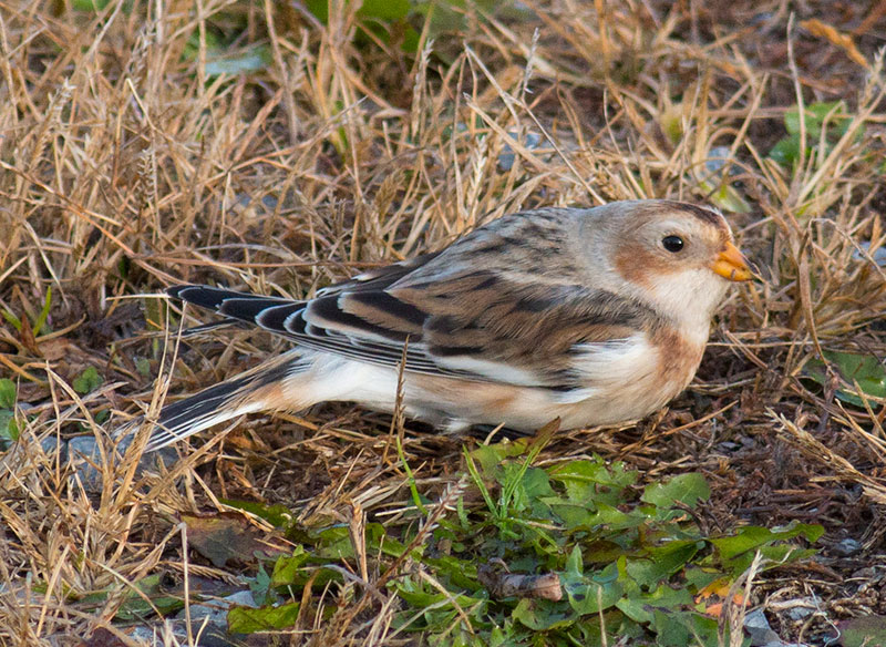 Snow Bunting