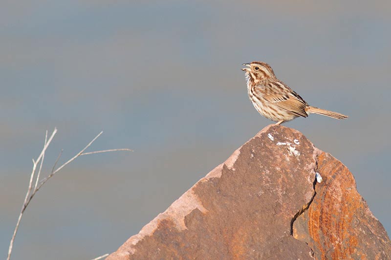 Song Sparrow singing