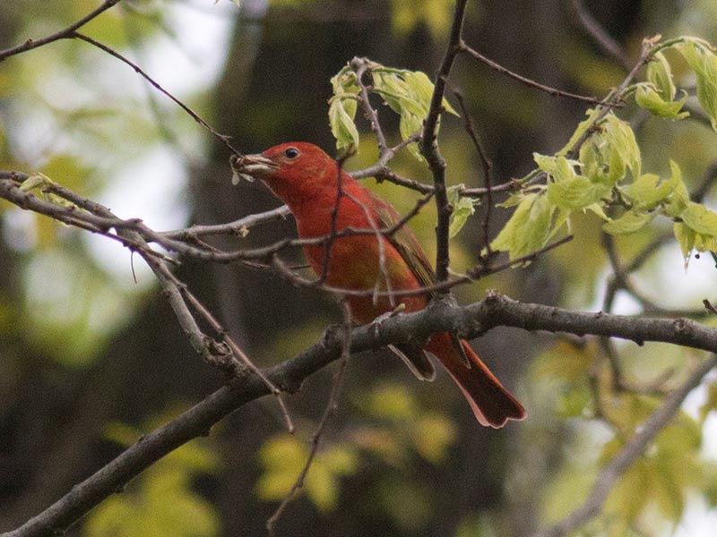 Summer Tanager