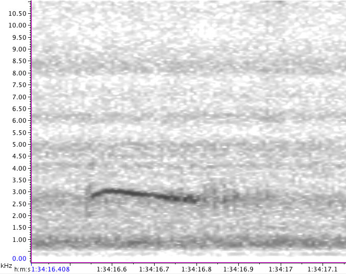 Spectrogram - Veery NFC