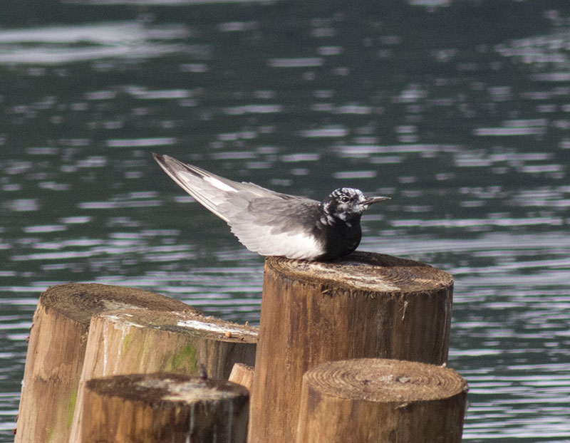 White-winged Tern