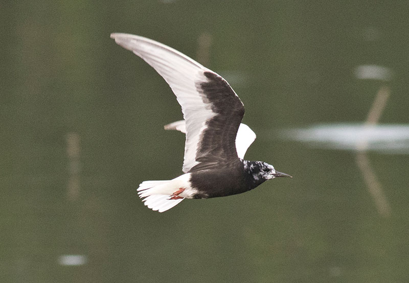 White-winged Tern