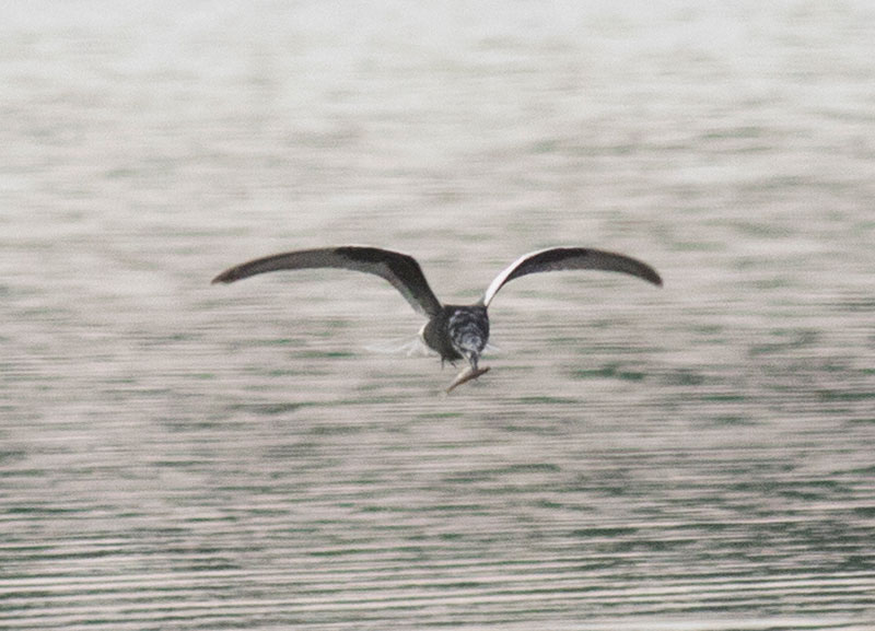 White-winged Tern