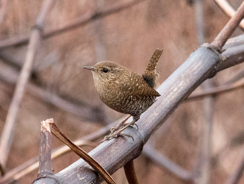 Winter Wren