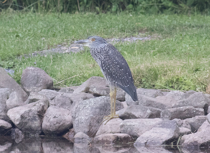 Yellow-crowned Night-Heron