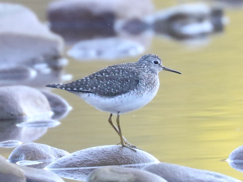 Mystery bird to be identified