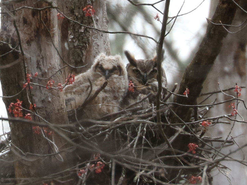 Mystery bird to be identified